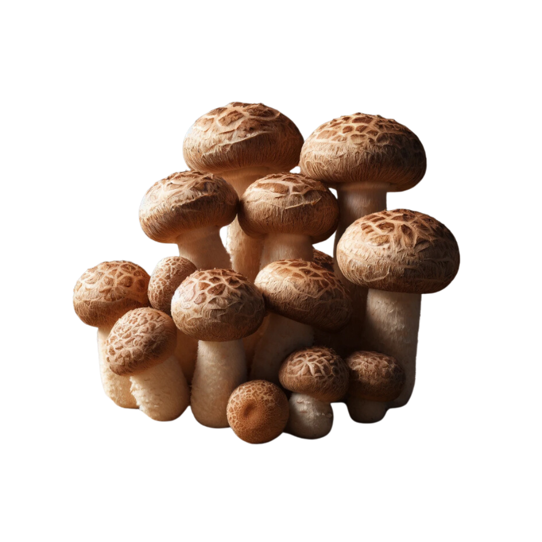 Image of 30D Health's Shiitake Mushroom Supplement, renowned for its immune-boosting properties, heart health support, and longevity promotion. This high-quality, natural supplement enhances overall wellness, energy, and vitality. Ideal for those seeking a natural way to improve their health with a trusted, non-GMO, gluten-free product made in the USA. Elevate your health routine with the benefits of Shiitake Mushroom.