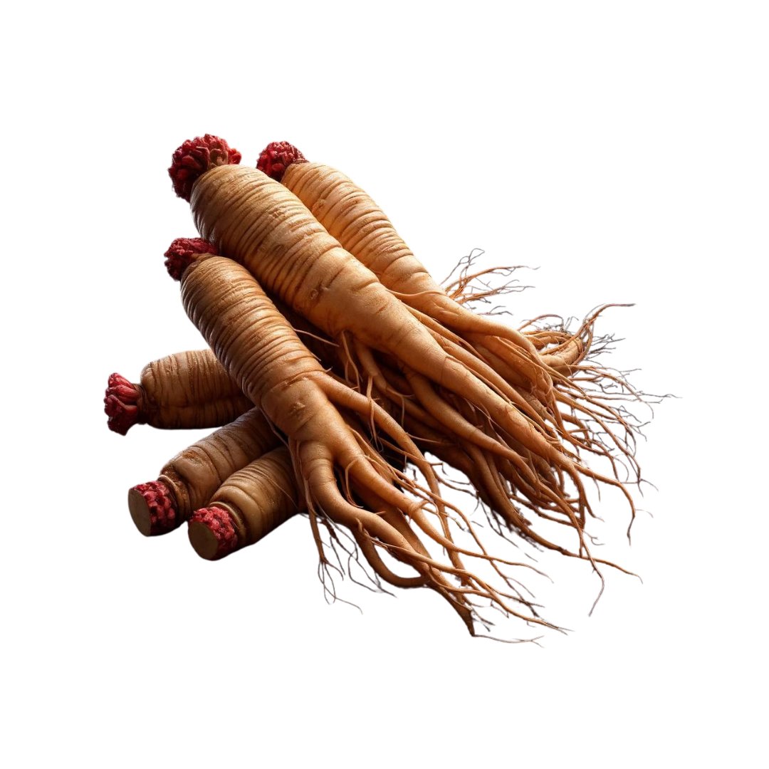 red_panax_ginseng.png